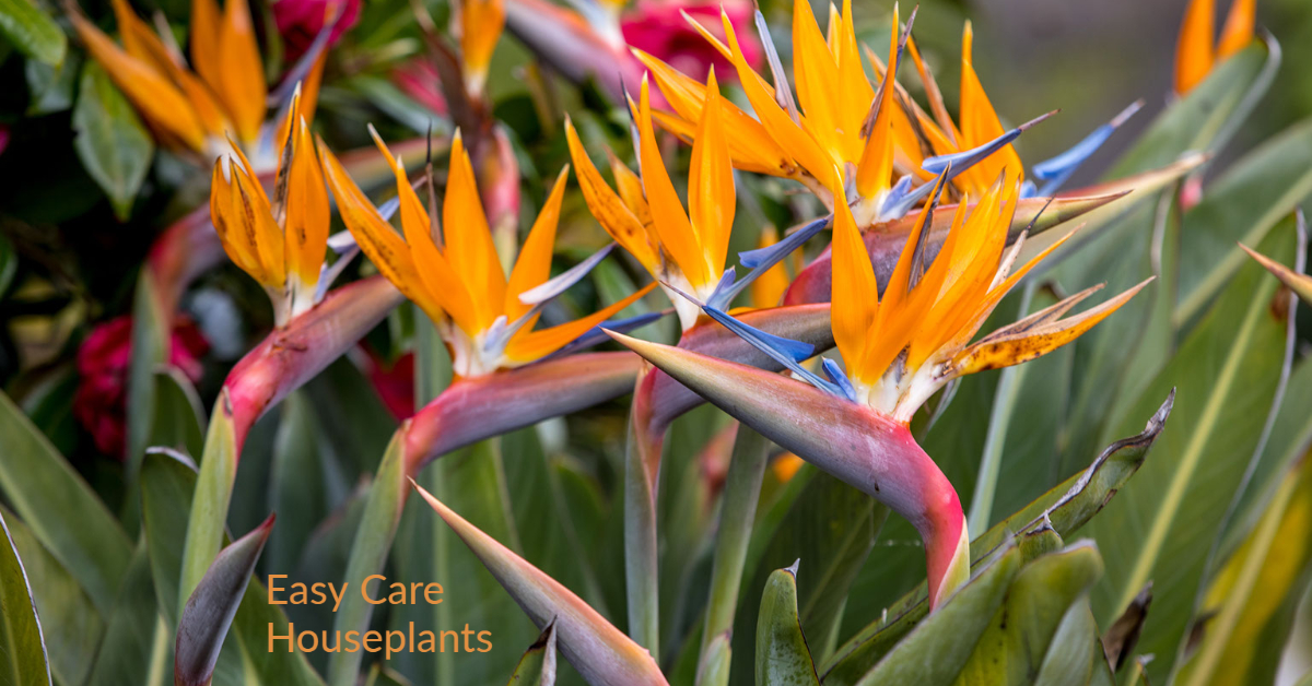 Bird of Paradise Plant Care
