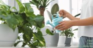 How To Water Houseplants At Glenda Macon Blog How To Water Houseplants At Glenda Macon Blog