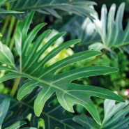 Home Easy Care Houseplants