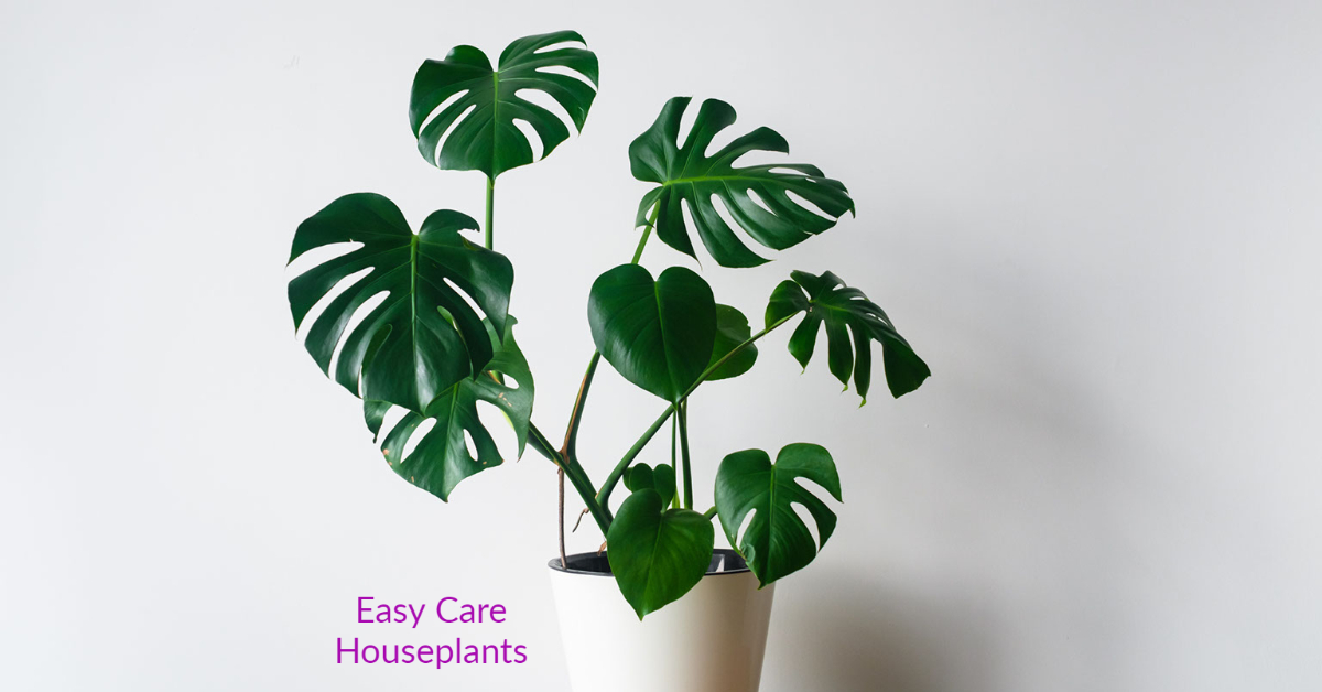 Monstera Plant Care Easy Care Houseplants