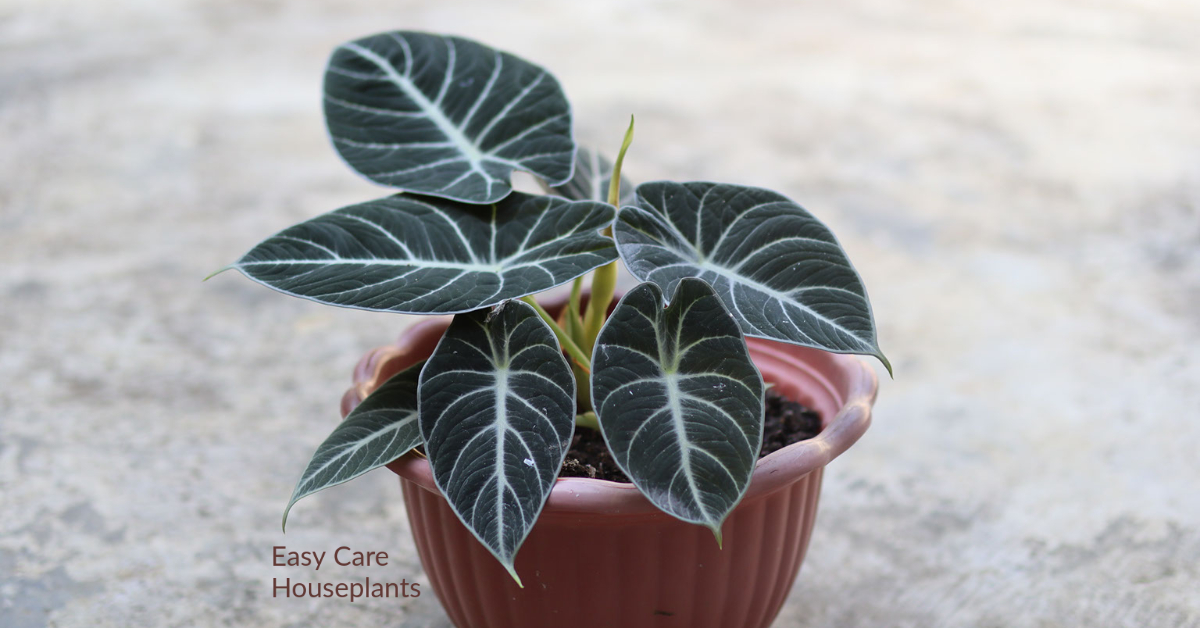 Alocasia Care