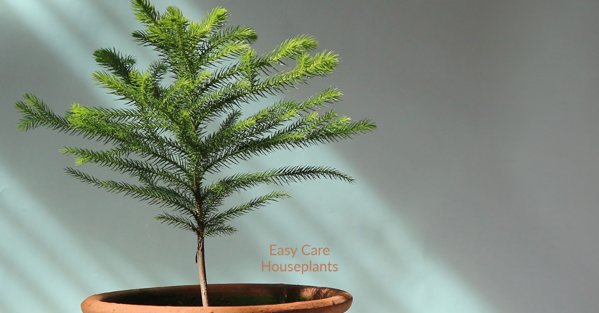 Norfolk Island Pine Care