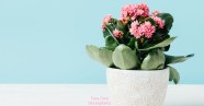 How Do You Keep A Kalanchoe Blooming At Kaitlyn Maund Blog How Do You Keep A Kalanchoe Blooming At Kaitlyn Maund Blog