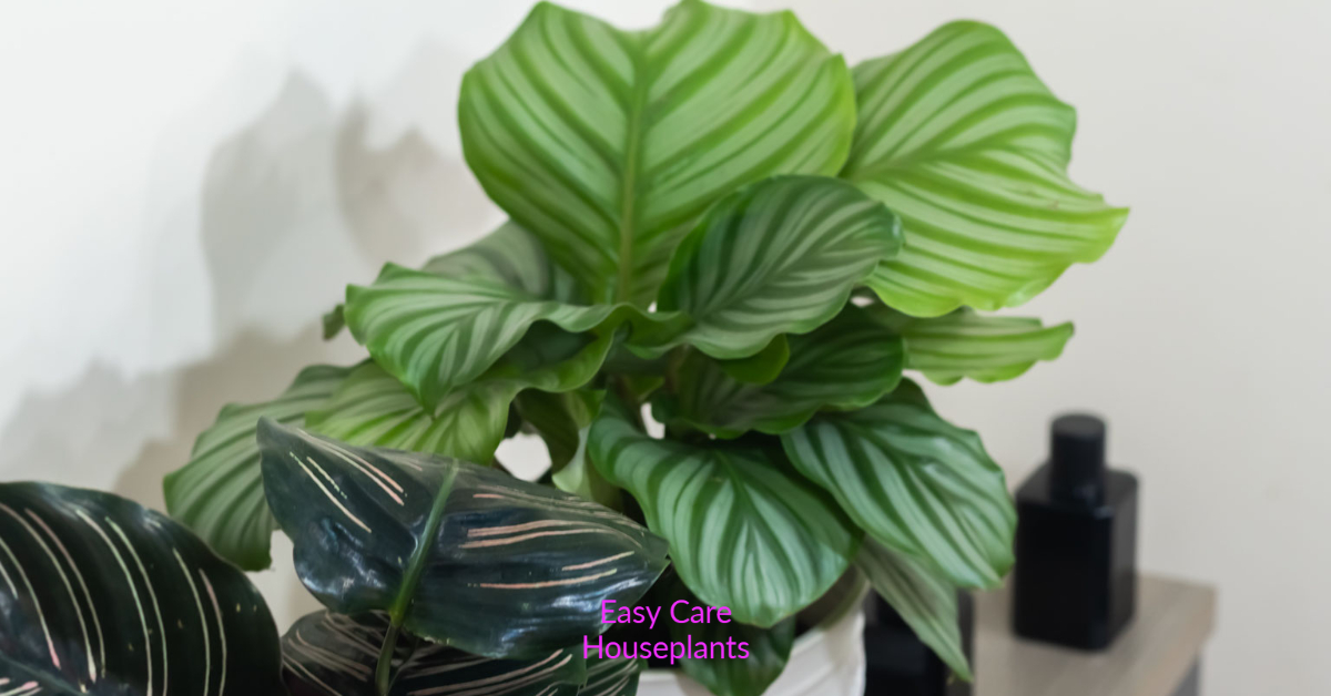 Calathea Orbifolia