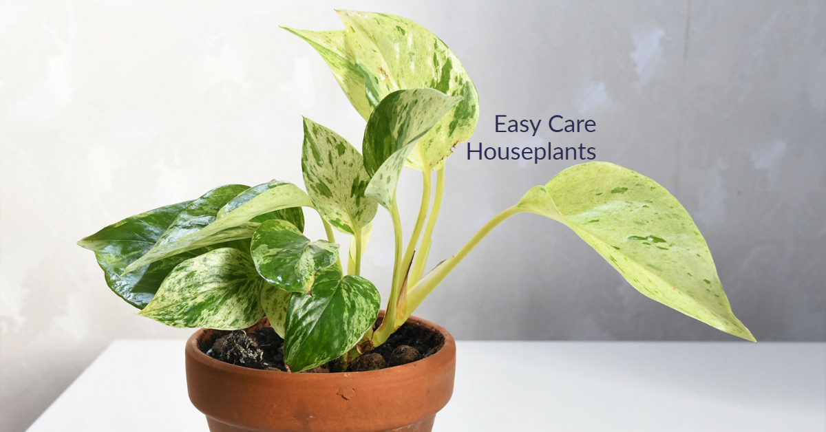 Marble Queen Pothos