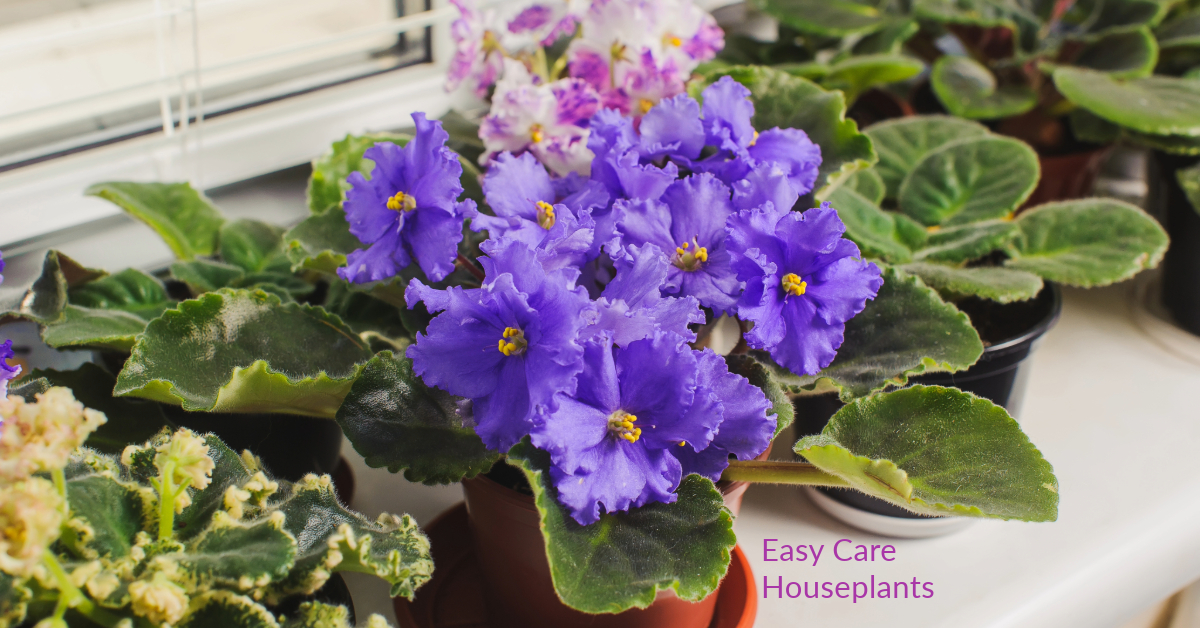 African Violet Flower