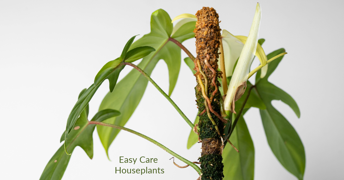 Philodendron Epiphyte
