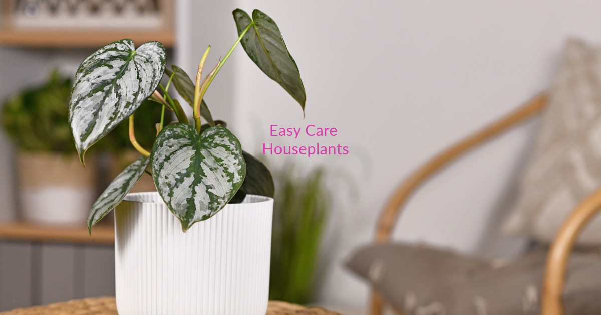 Philodendron Brandtianum care