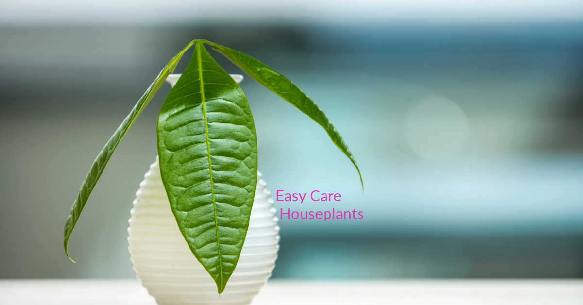 How to Tell When a Plant is Dormant Easy Care Houseplants