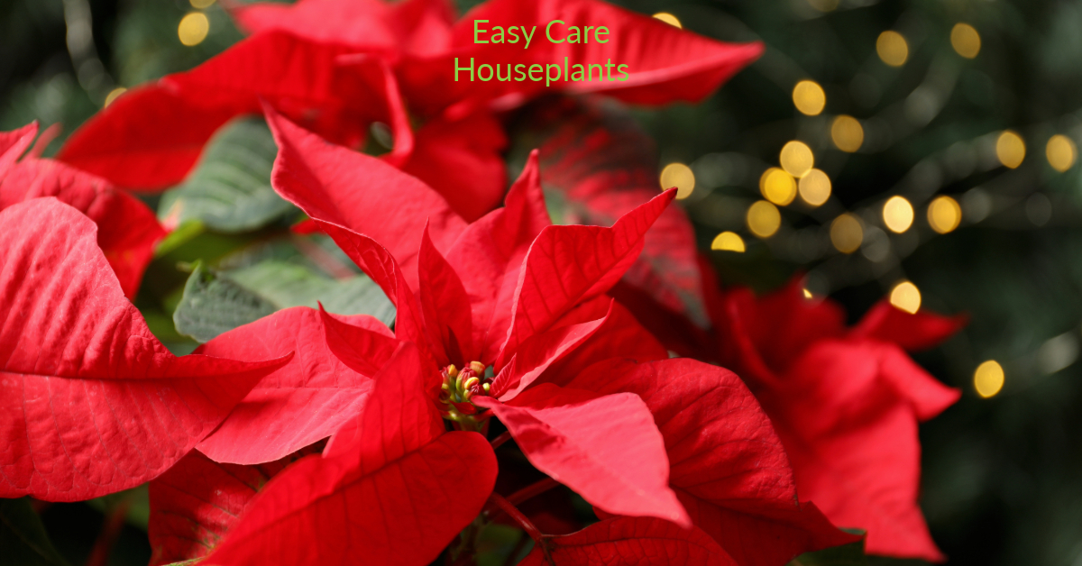Poinsettia care