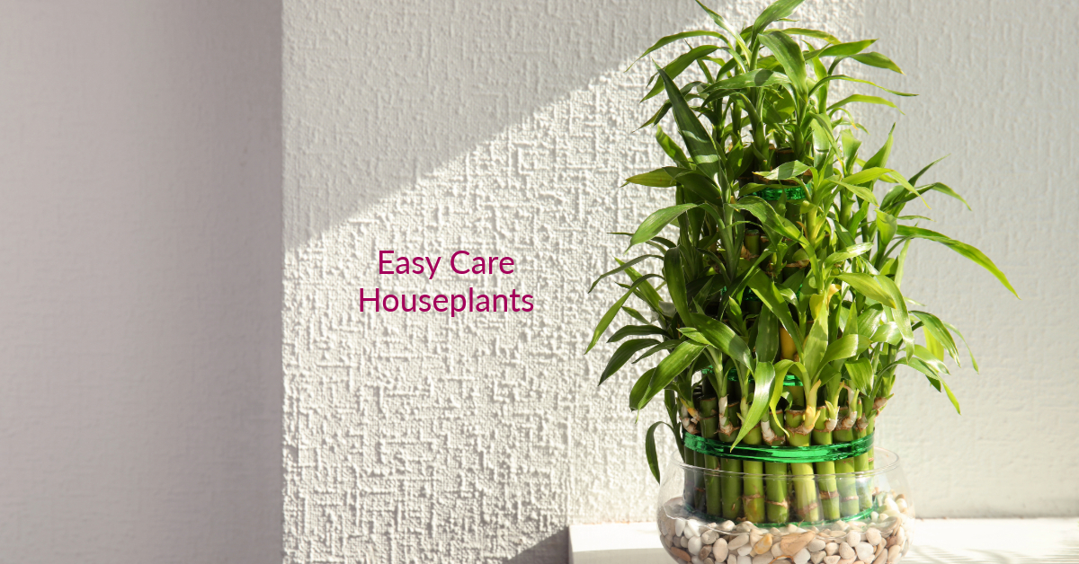 Dracaena sanderiana