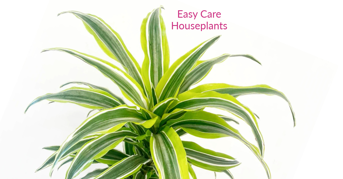 Dracaena Lemon Lime