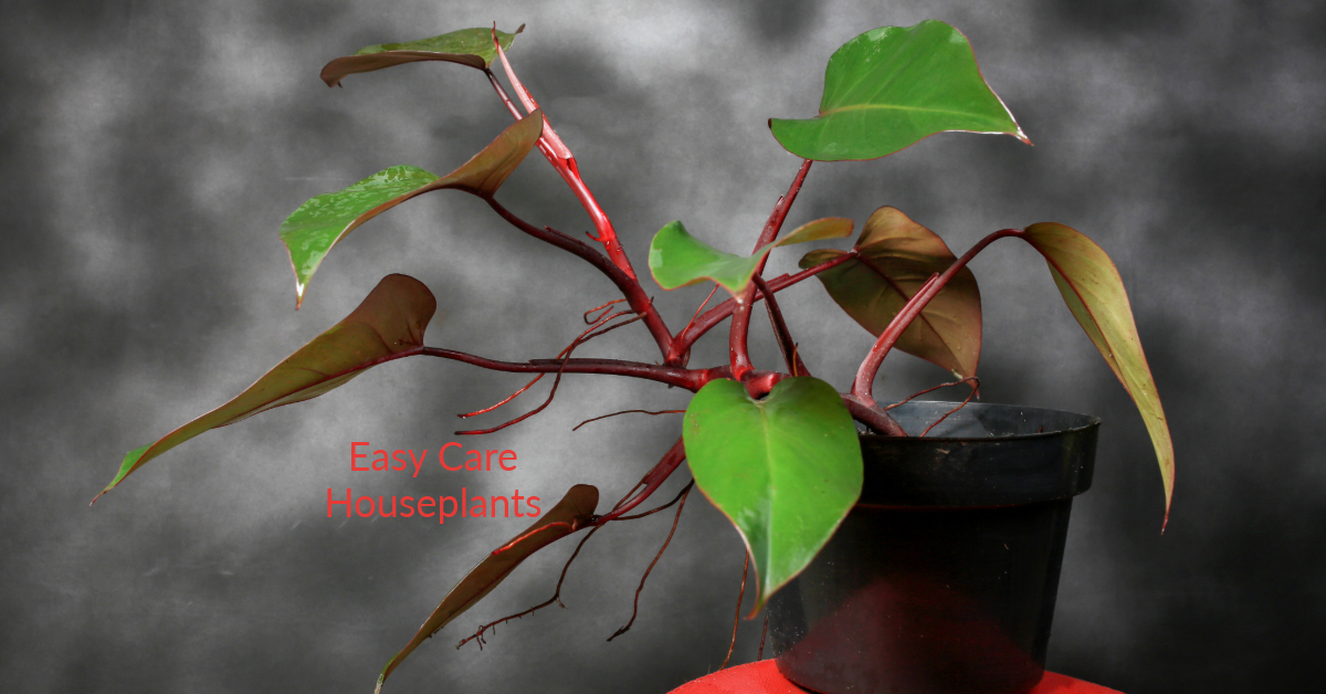 Philodendron Rojo Congo