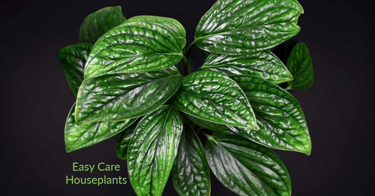 Monstera Peru