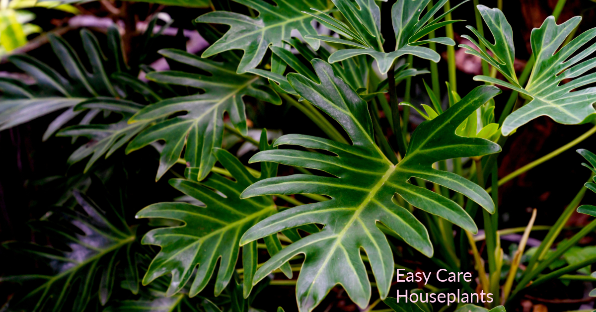 philodendron Xanadu
