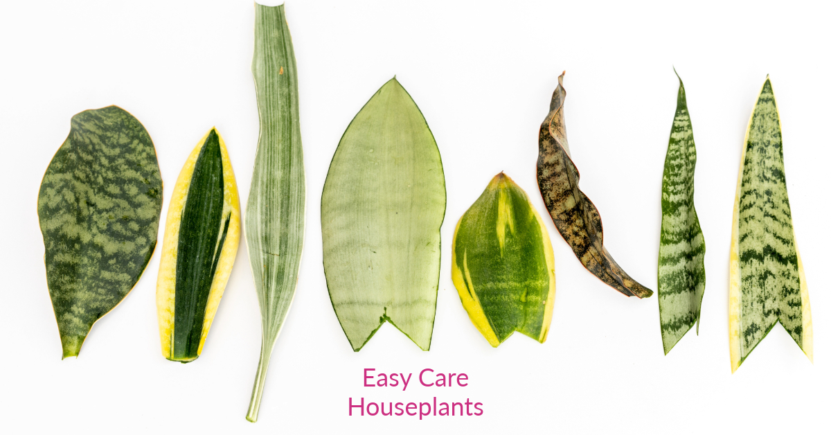 Propagate Snake Plants via leaf cuttings