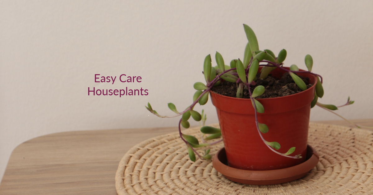 Crassothonna capensis