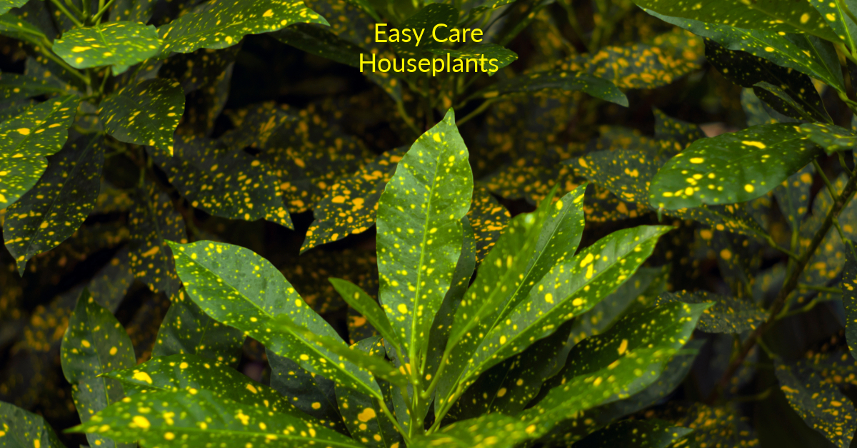 Gold Dust Croton Care