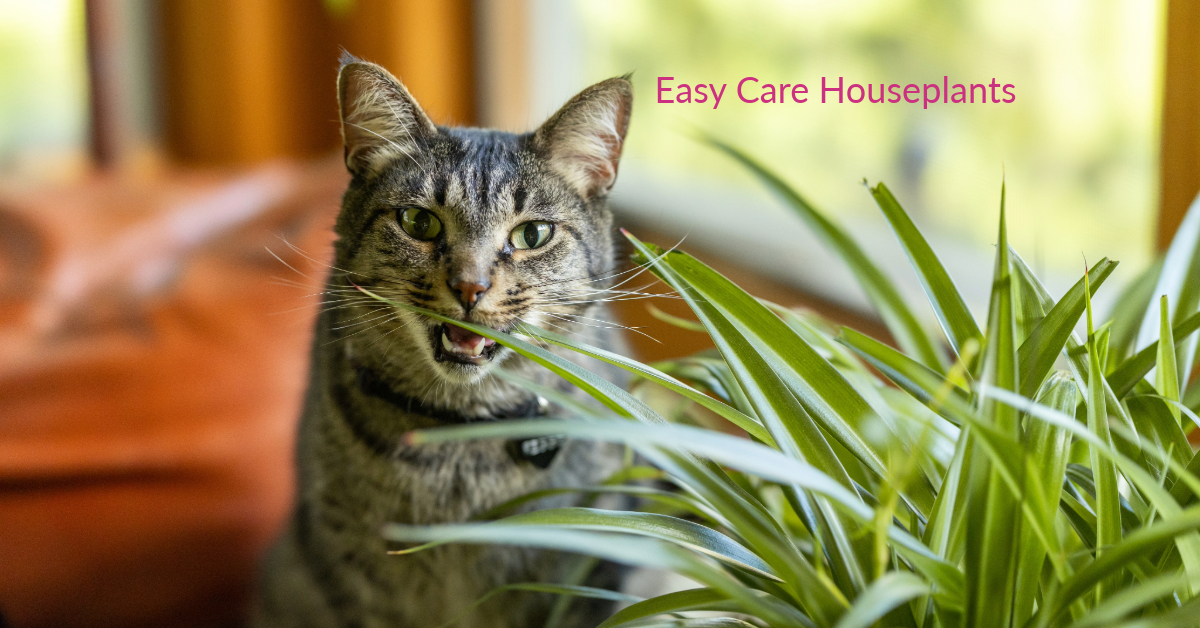 How to Choose Pet-Safe Houseplants