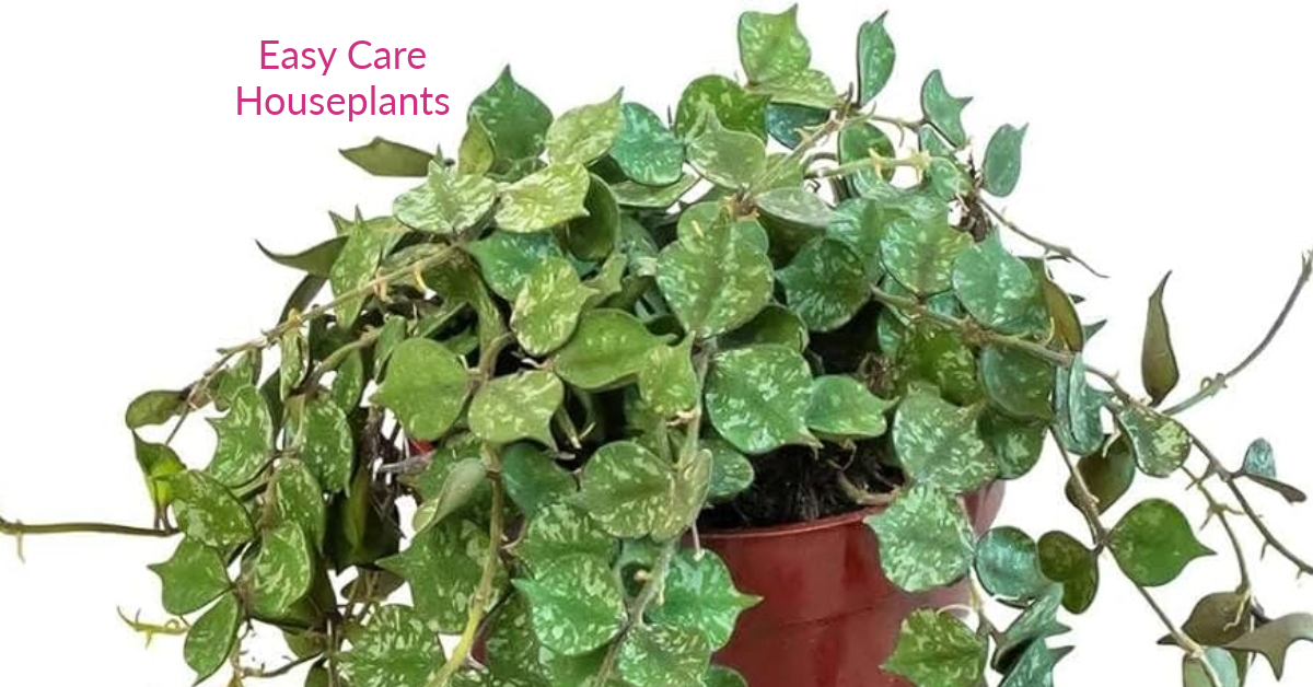 Fung wax flower plant care