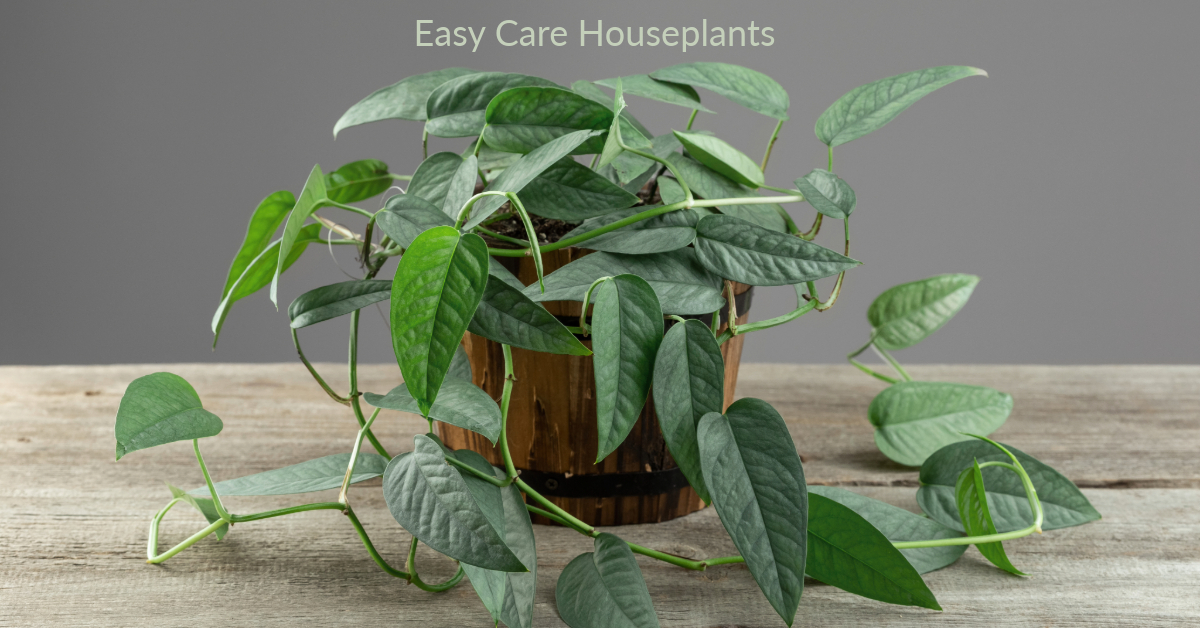 Why Doesn’t My Baltic Blue Pothos Have Split Leaves?