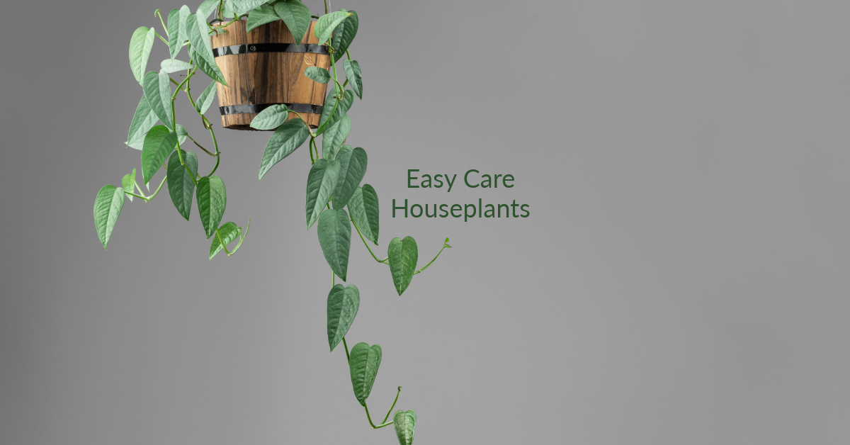 Pothos care