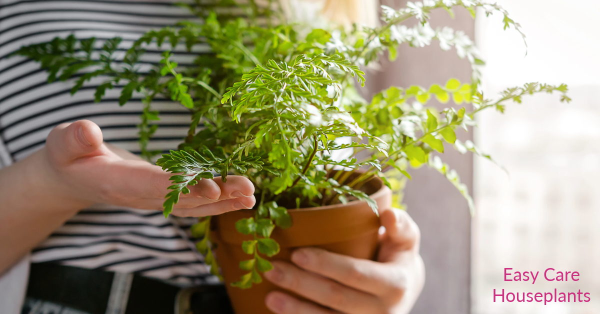 how to kill fungus gnats