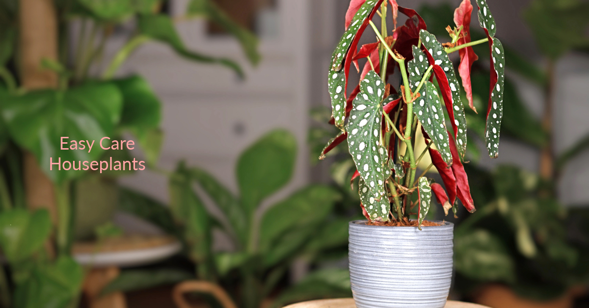how to get rid of fungus gnats