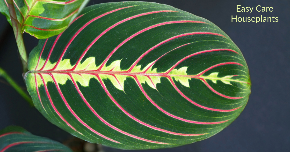 Maranta Red care