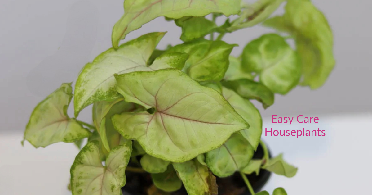 Berry Allusion Arrowhead Plant