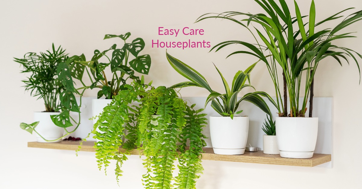 Houseplant styling