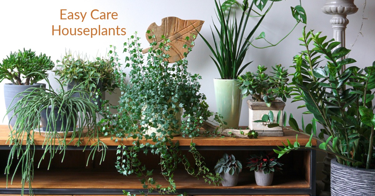 leaf spot of houseplants