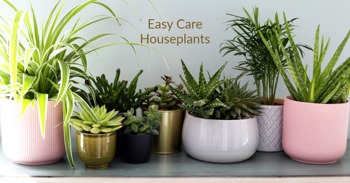 How to Select the Right Houseplant as a Gift