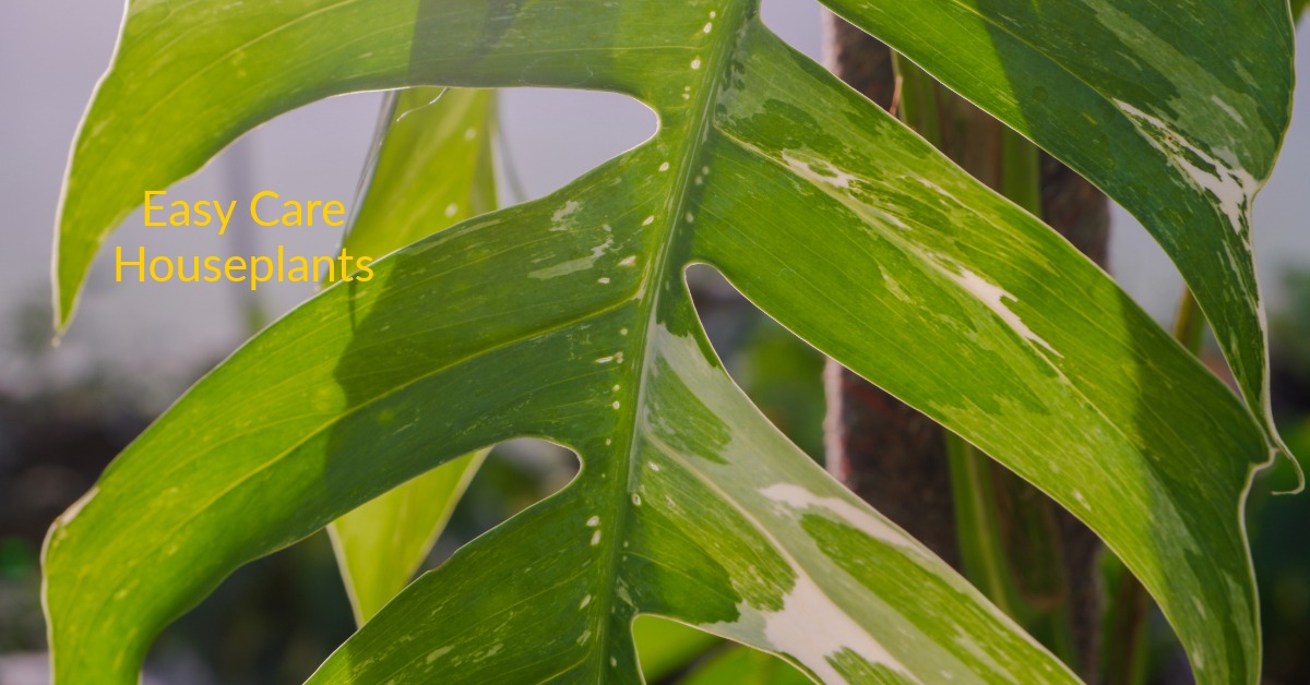 Add Effortless Style to Your Space with These Popular Fenestrated Houseplants