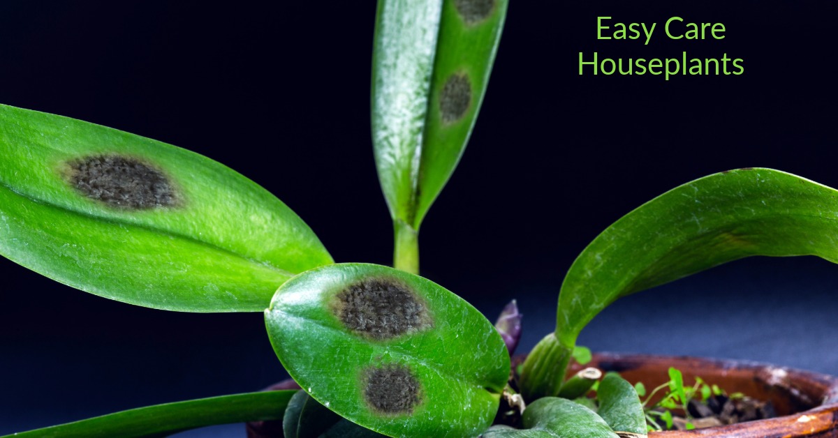 leaf spot