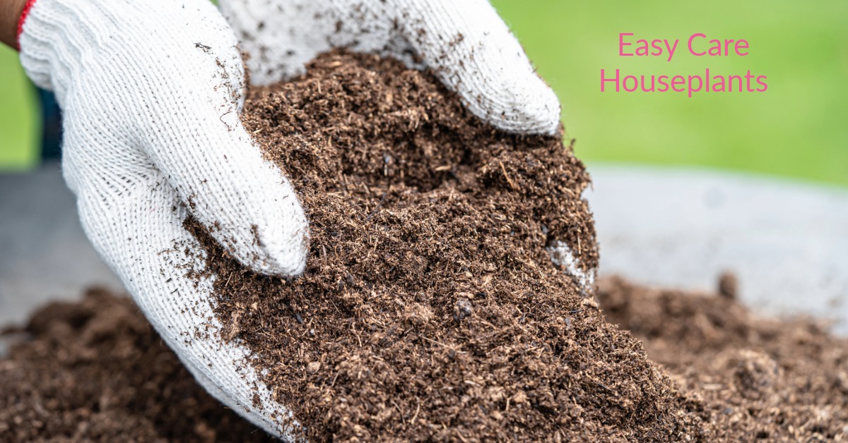 What is Peat Moss?