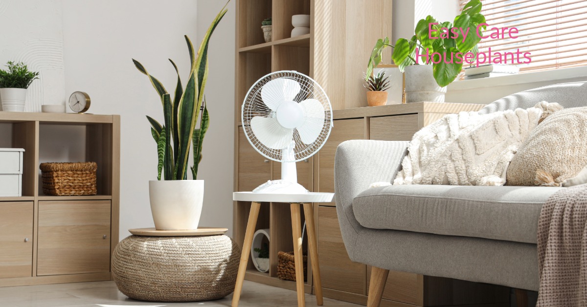 Airflow is Important for Houseplants