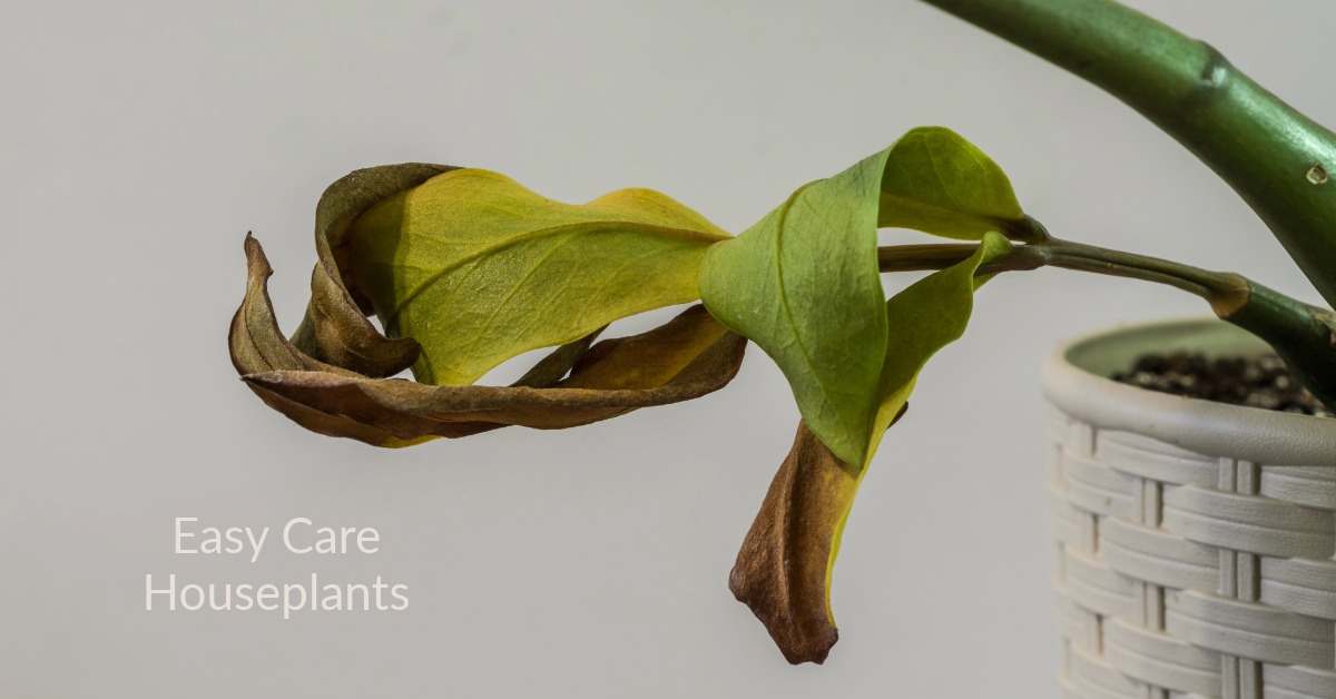 Houseplant Leaves Curling